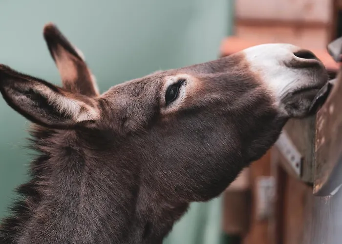 Prime Wastlsaege فندق بيشوفسمايس